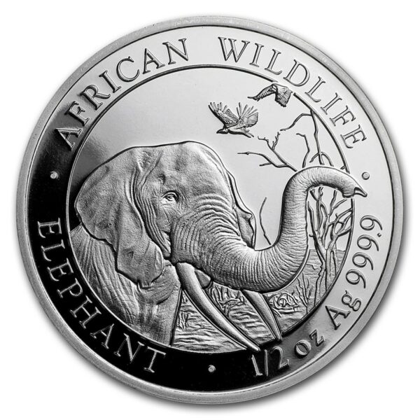 Somalische olifant
